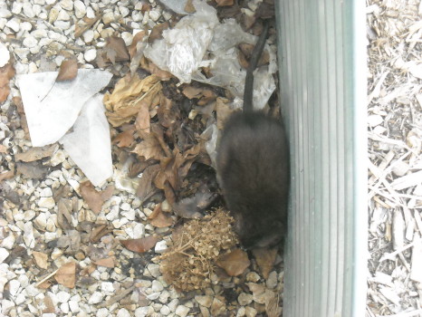 muskrat in window well